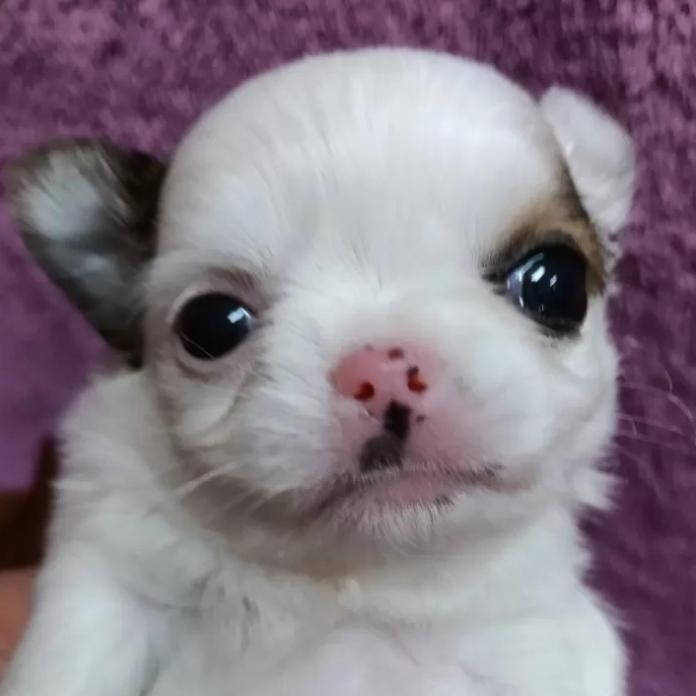 チワワ(ロング)(千葉県・男の子・2026/01/30・レッド&ホワイト)の子犬情報! | 土屋 弘美ブリーダー(1158)