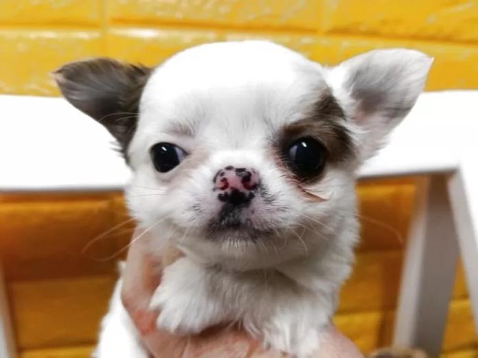 チワワ(ロング)(千葉県・女の子・2026/01/30・レッド&ホワイト)の子犬情報! | 土屋 弘美ブリーダー(1158)