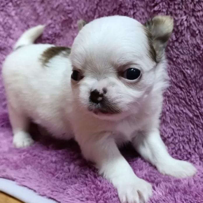 チワワ(ロング)(千葉県・男の子・2026/01/30・レッド&ホワイト)の子犬情報! | 土屋 弘美ブリーダー(1159)