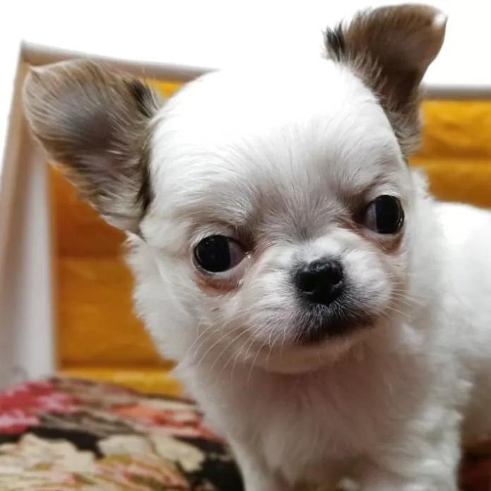 チワワ(ロング)(千葉県・女の子・2026/01/30・レッド&ホワイト)の子犬情報! | 土屋 弘美ブリーダー(1159)