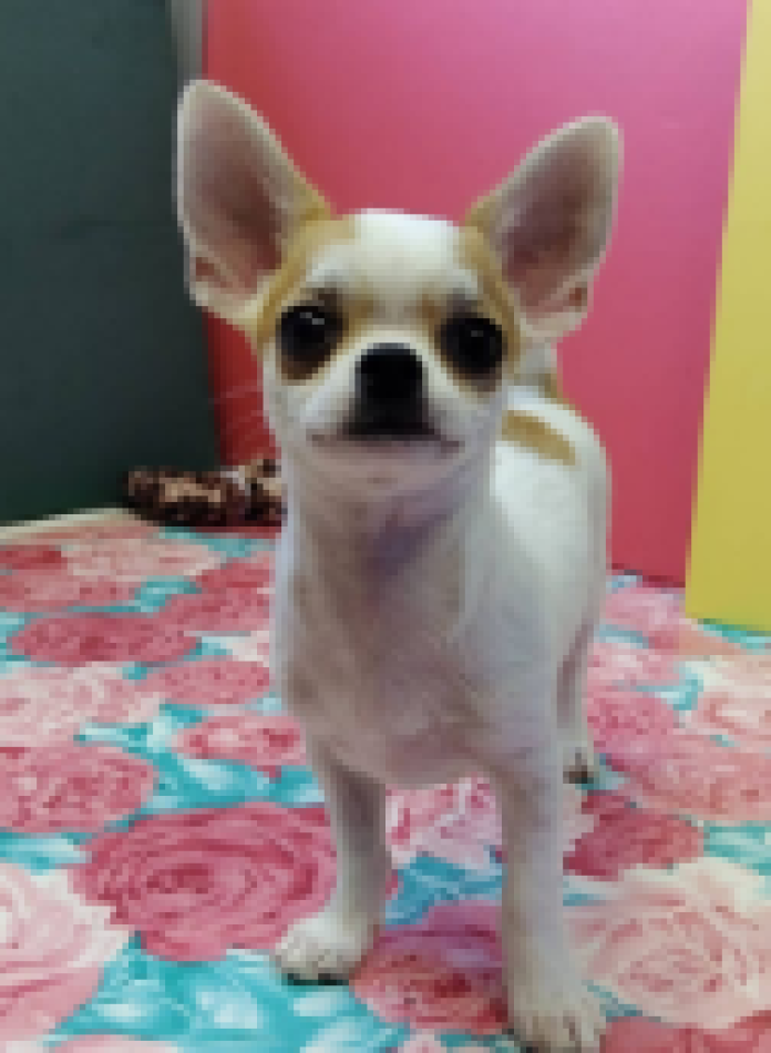 チワワ(スムース)(千葉県・男の子・2024/03/18・レッド＆ホワイト)の子犬情報! | 土屋 弘美ブリーダー(12)