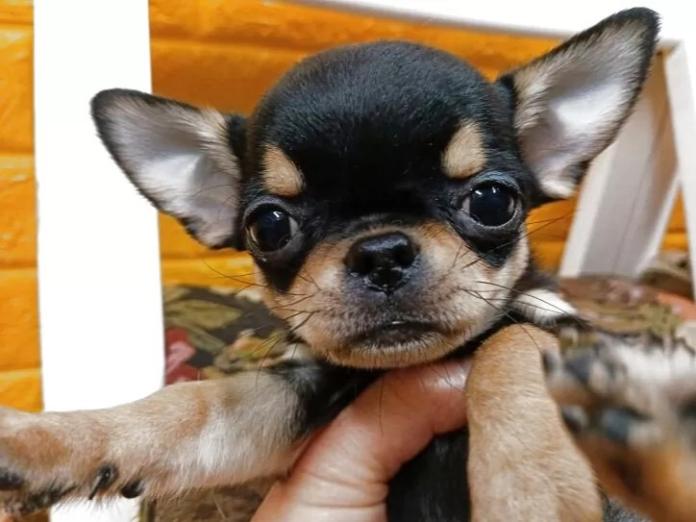 チワワ(スムース)(千葉県・女の子・2025/12/29・ブラックタン)の子犬情報! | 土屋 弘美ブリーダー(1213)