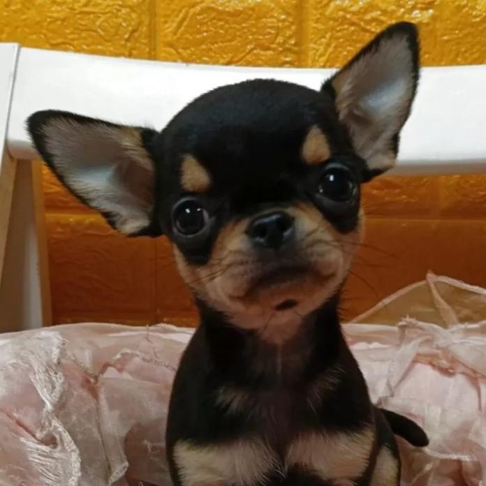 チワワ(スムース)(千葉県・女の子・2025/12/29・ブラックタン)の子犬情報! | 土屋 弘美ブリーダー(1213)