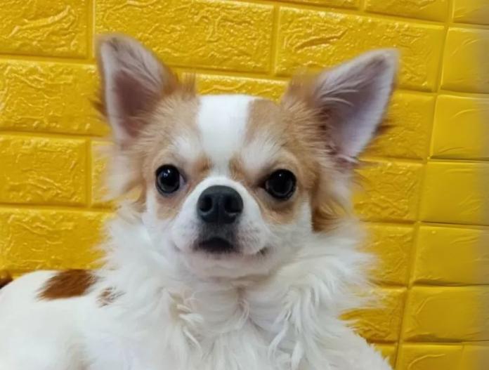 犬のプロフィール画像