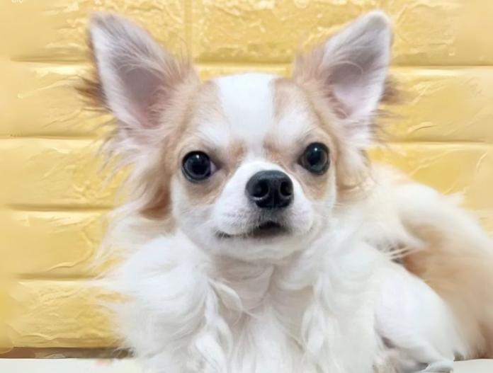 犬のプロフィール画像