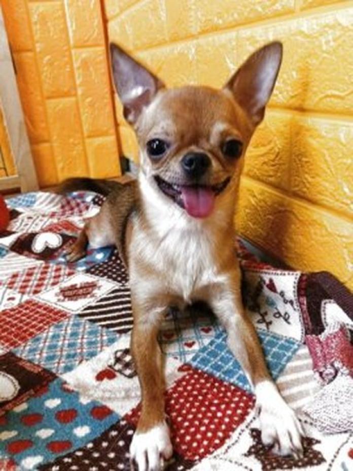 チワワ(スムース)(199)の子犬情報