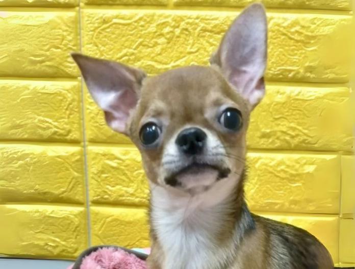 犬のプロフィール画像