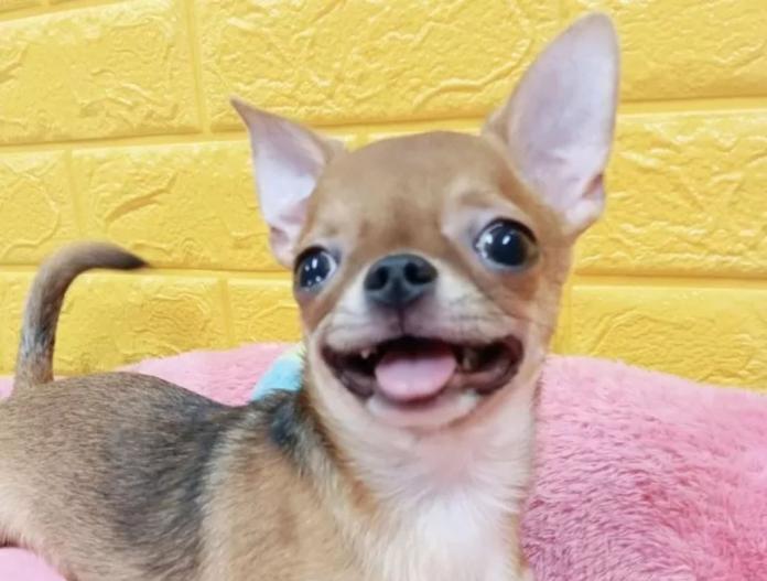 犬のプロフィール画像