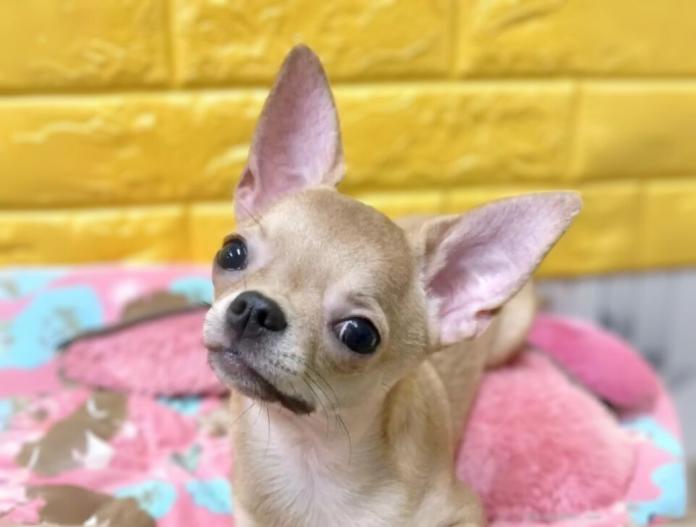 犬のプロフィール画像
