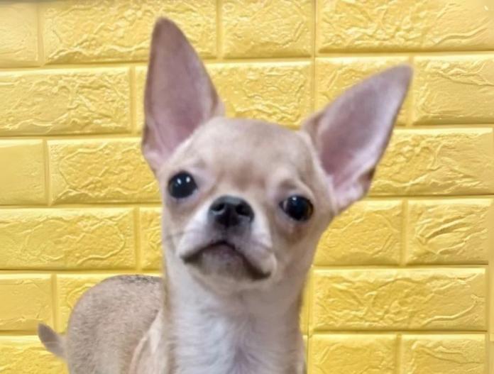 犬のプロフィール画像