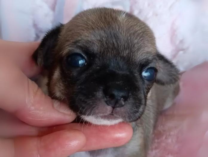 犬のプロフィール画像