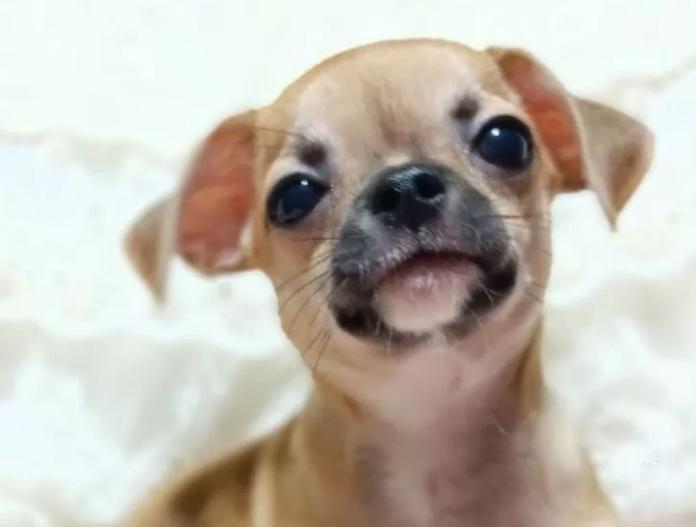 犬のプロフィール画像