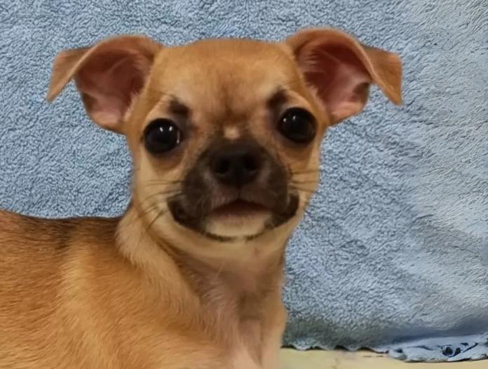 犬のプロフィール画像