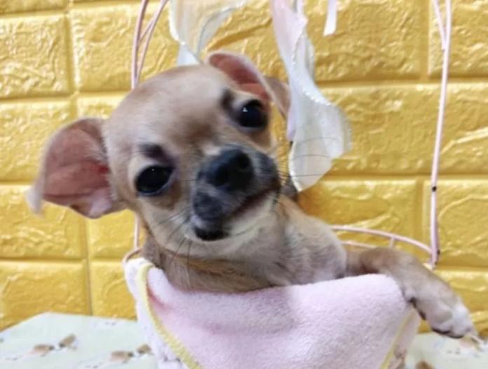 犬のプロフィール画像