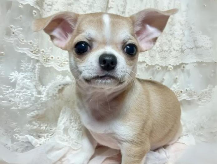犬のプロフィール画像
