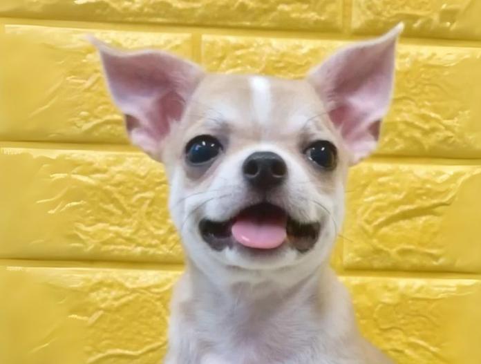 犬のプロフィール画像