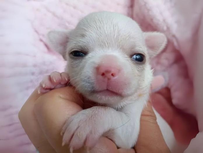犬のプロフィール画像