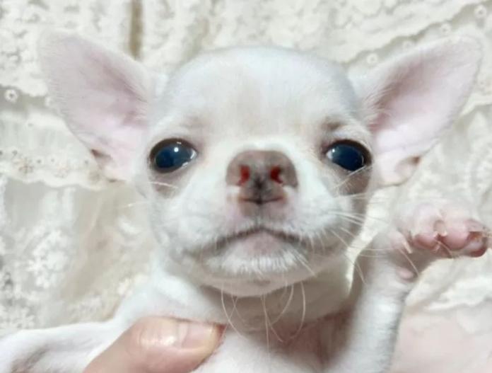 犬のプロフィール画像