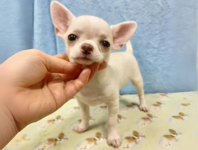 犬のプロフィール画像