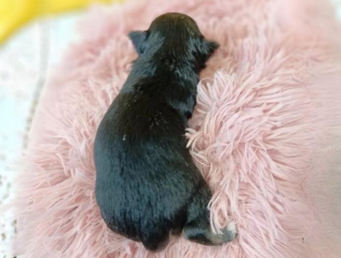犬のプロフィール画像