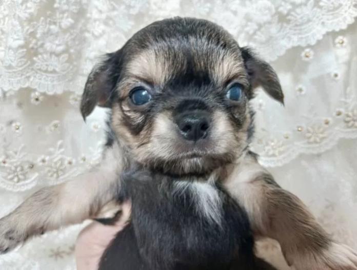 犬のプロフィール画像