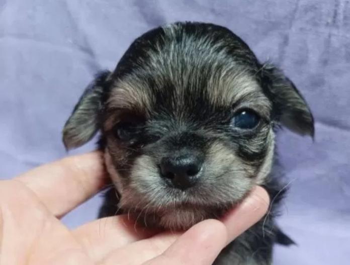 犬のプロフィール画像