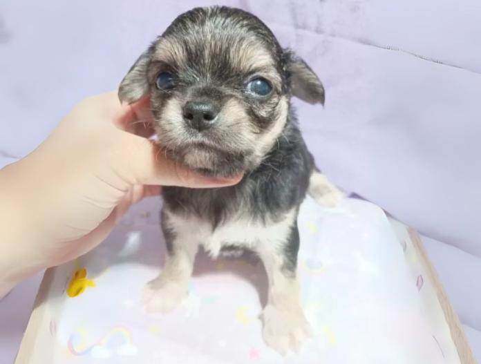 犬のプロフィール画像