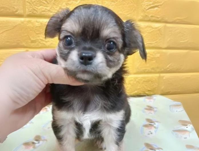 犬のプロフィール画像