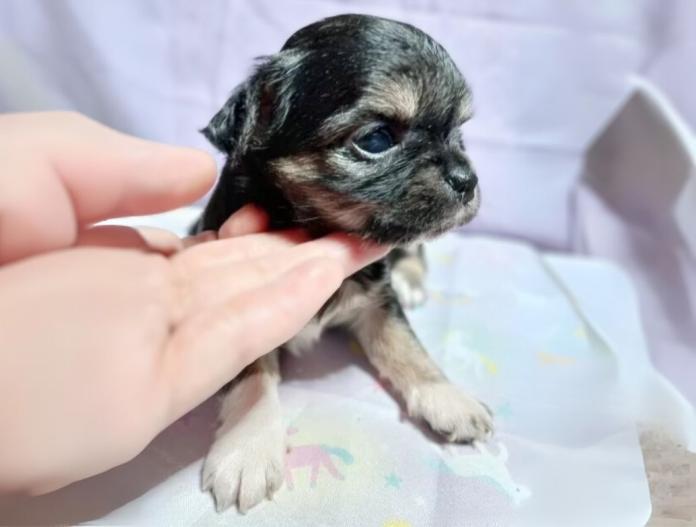犬のプロフィール画像