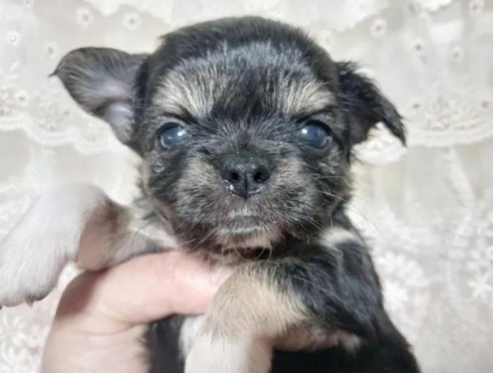 犬のプロフィール画像
