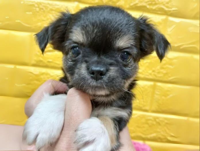 犬のプロフィール画像