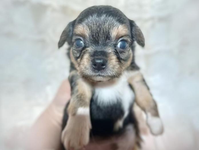 犬のプロフィール画像