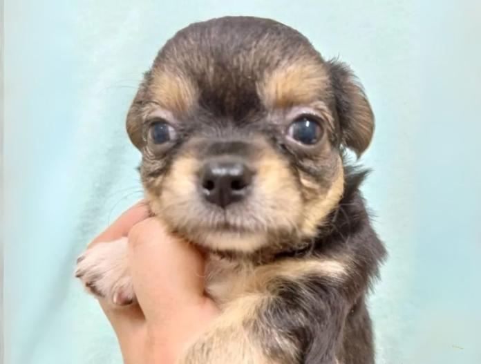 犬のプロフィール画像