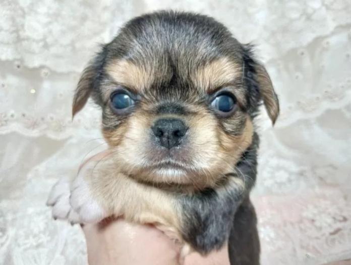 犬のプロフィール画像