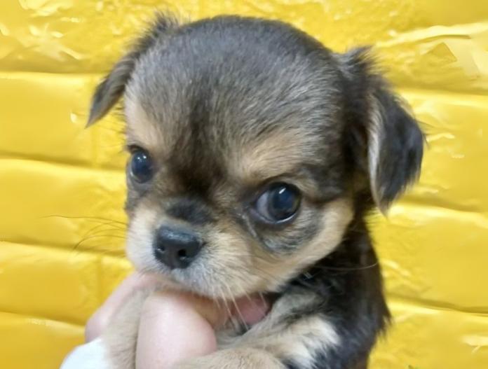 犬のプロフィール画像