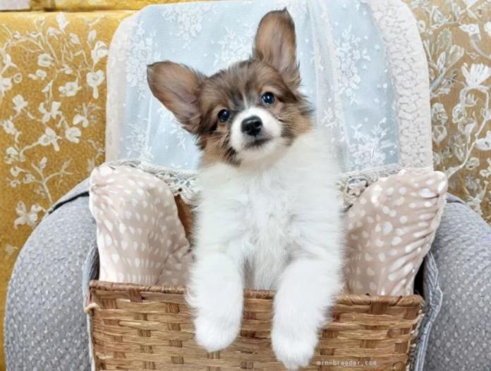 犬のプロフィール画像