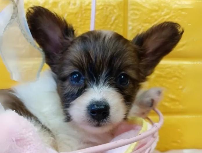 犬のプロフィール画像