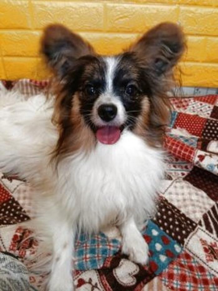 パピヨン(611)の子犬情報