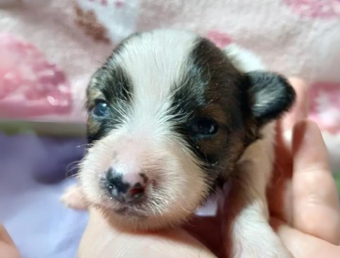 犬のプロフィール画像