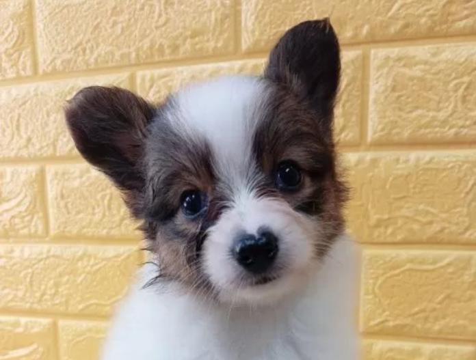 犬のプロフィール画像