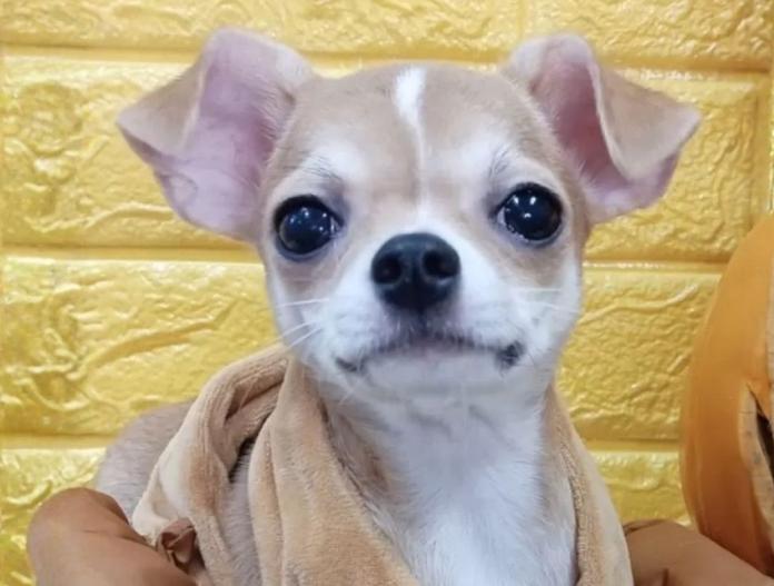 犬のプロフィール画像