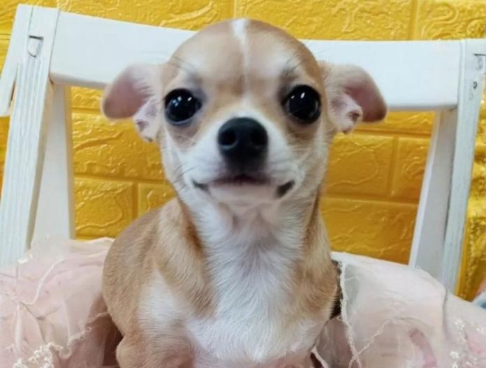 チワワ(スムース)(千葉県・女の子・2025/06/15・フォーン&ホワイト)の子犬情報! | 土屋 弘美ブリーダー(634)