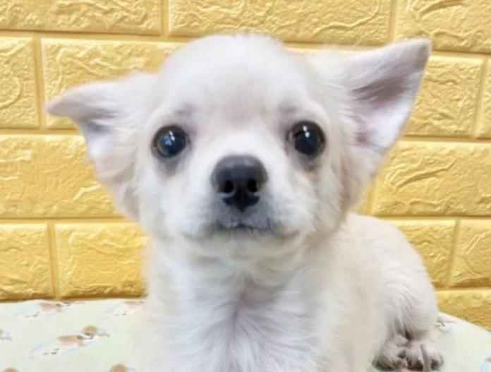 犬のプロフィール画像