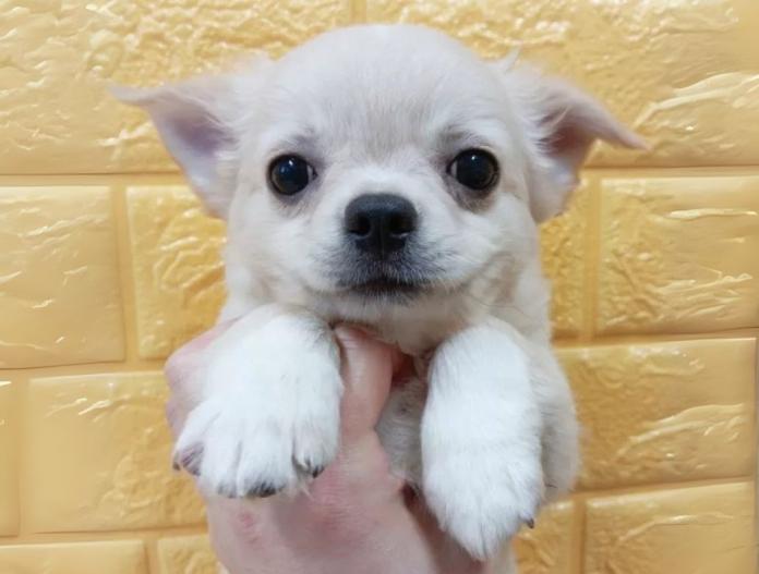 犬のプロフィール画像