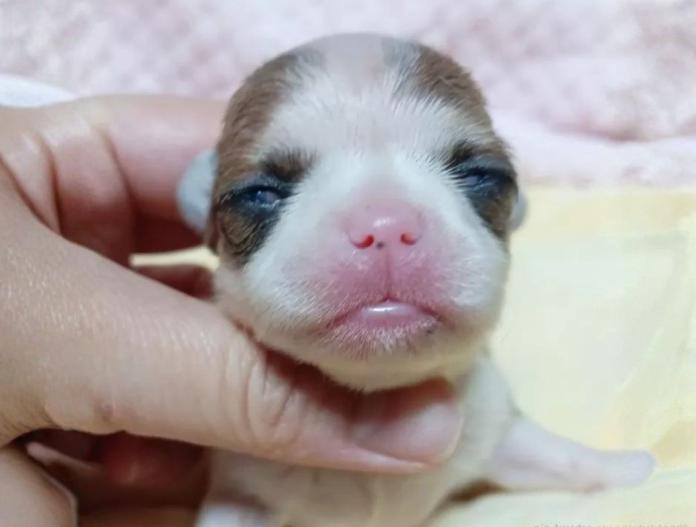 犬のプロフィール画像