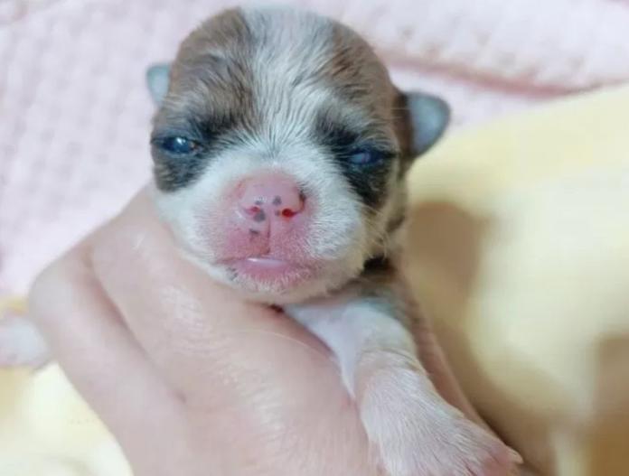 犬のプロフィール画像