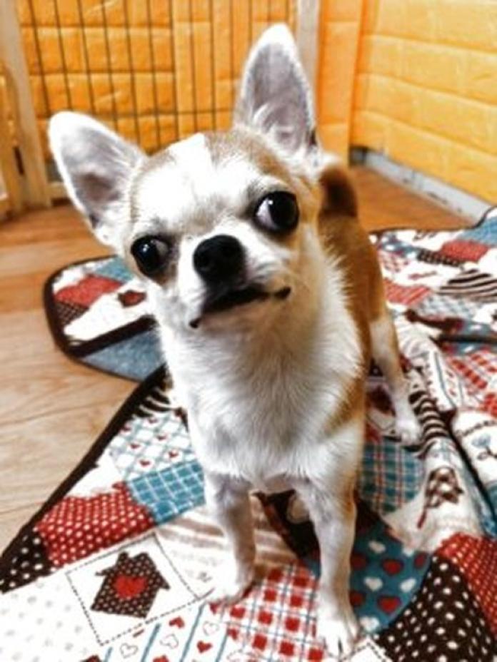 チワワ(スムース)(757)の子犬情報