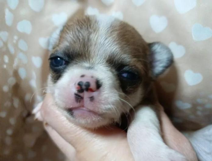 犬のプロフィール画像