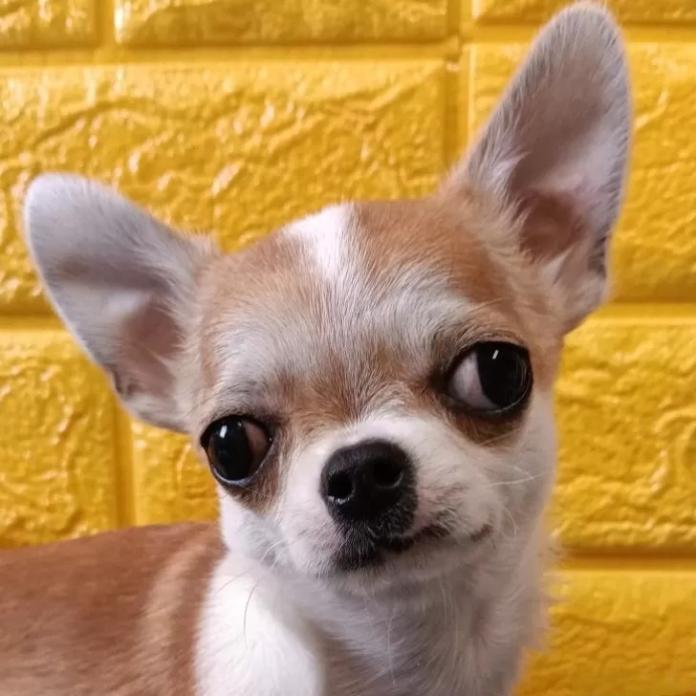 チワワ(スムース)(千葉県・男の子・2025/10/12・レッド&ホワイト)の子犬情報! | 土屋 弘美ブリーダー(757)