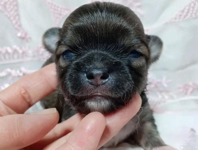 犬のプロフィール画像